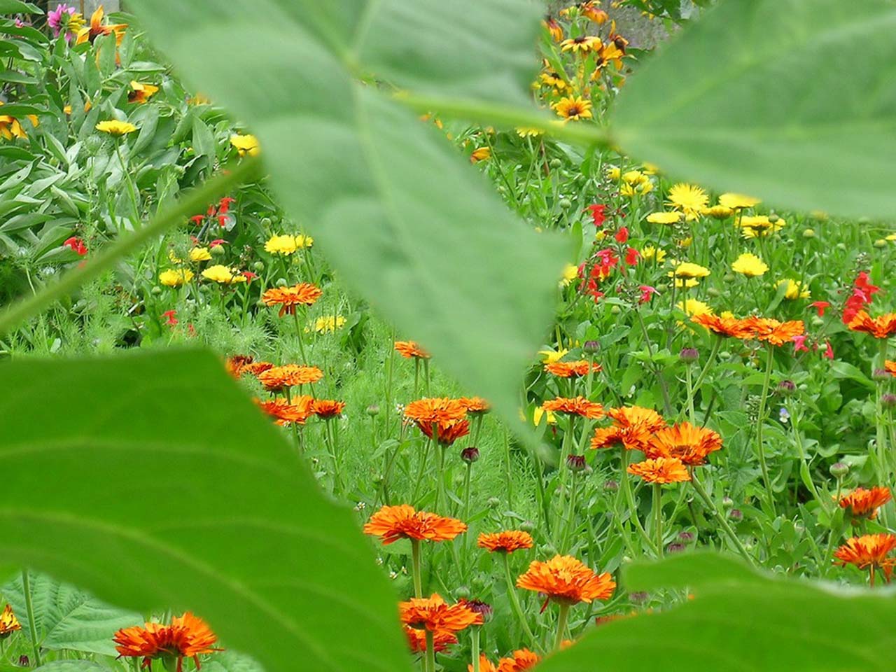 High, Wallpaper, Resolution, Image, Python, S Desktop