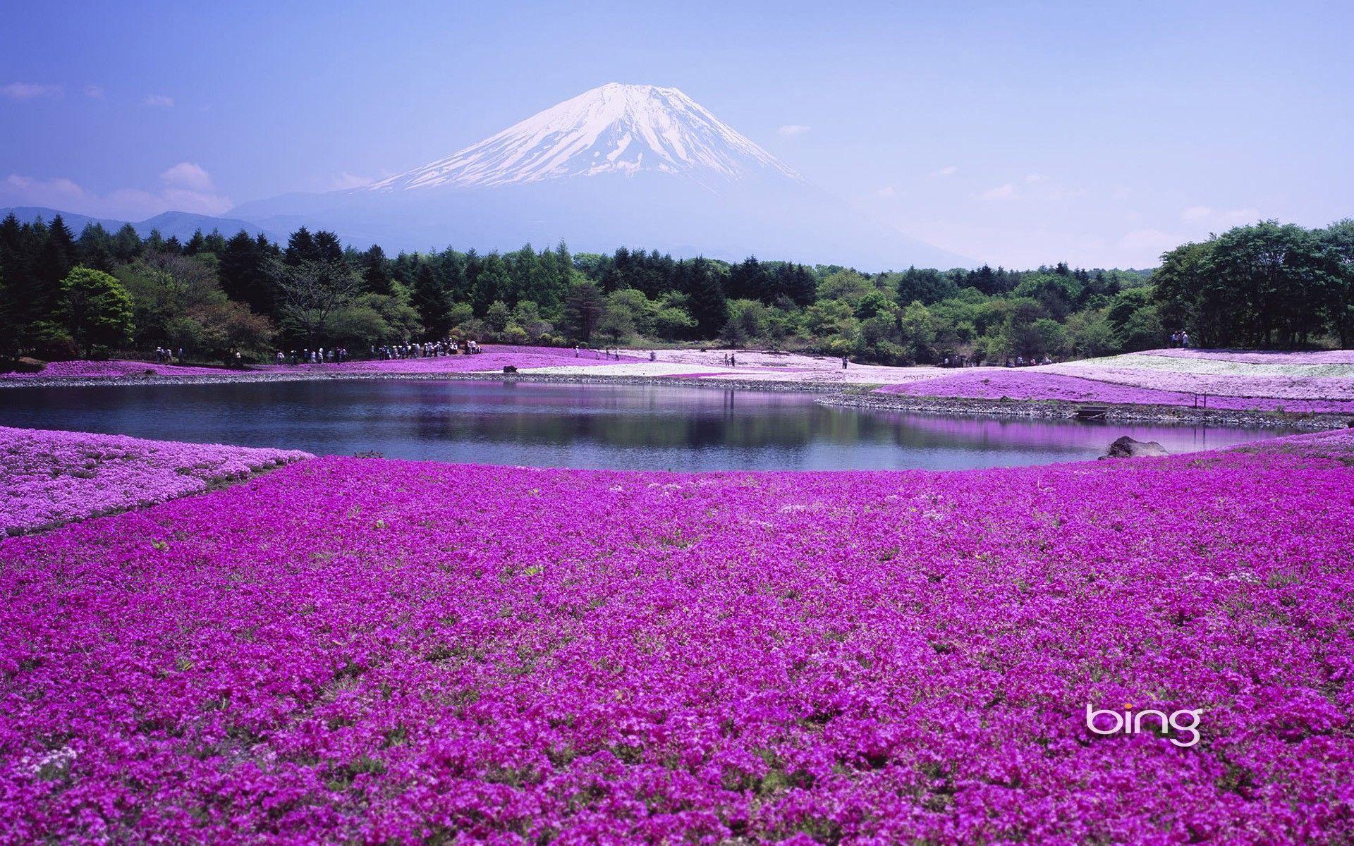 Purple Flower Bing HD Wallpaper