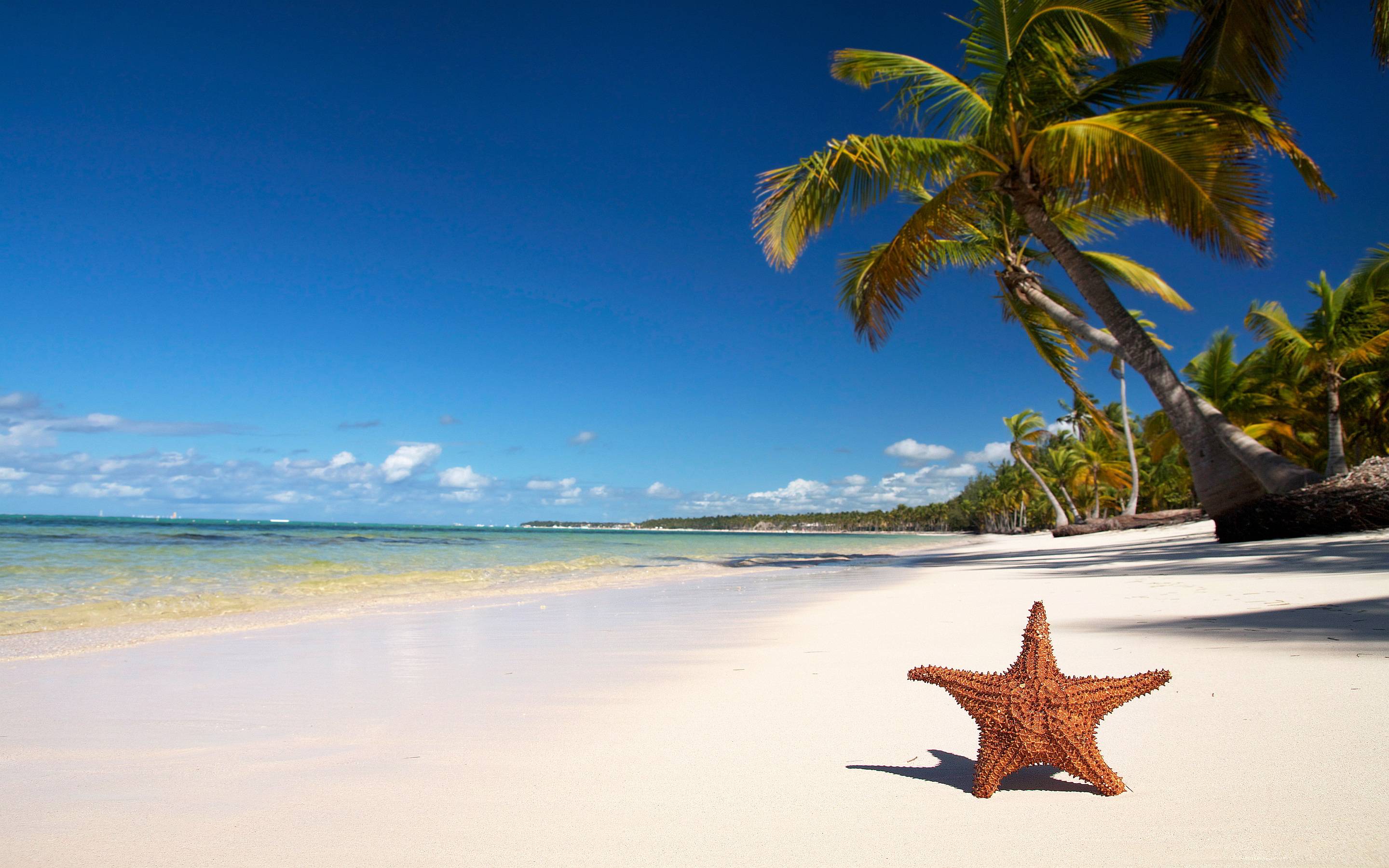 Tropical beach starfish Wallpaper