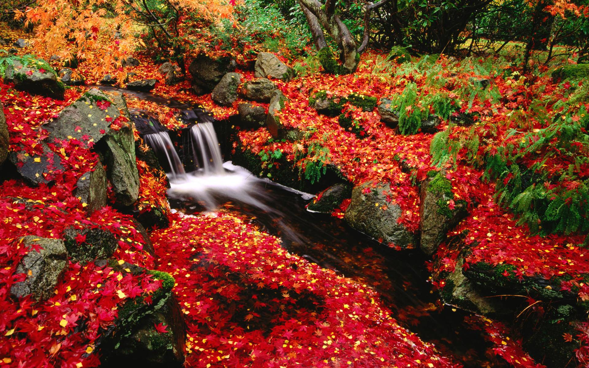 Japanese Maple And Creek, British Columbia, Canada desktop