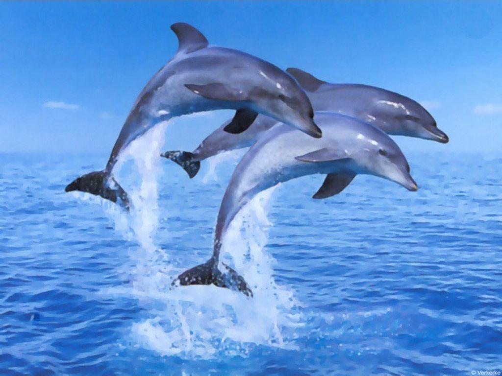 3D Dolphin Desktop Wallpaper Wallpaper Inn