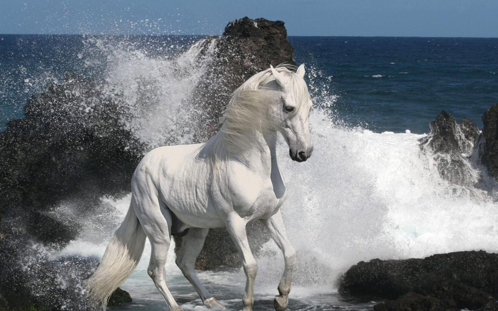 Premium AI Image | Graceful Majesty Enchanting White Arabian Horse on  Ethereal Back Legs Monotone Beauty with a Touch