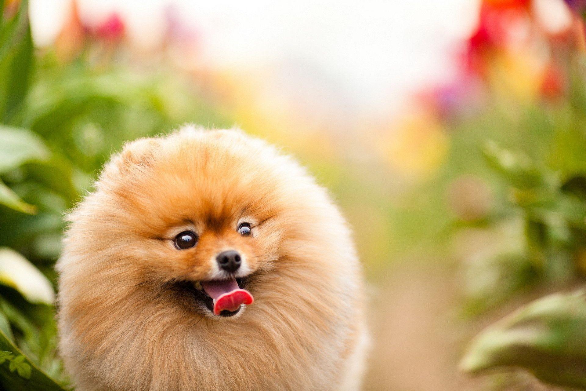 Pomeranian Computer Wallpaper, Desktop Background 1920x1280 Id