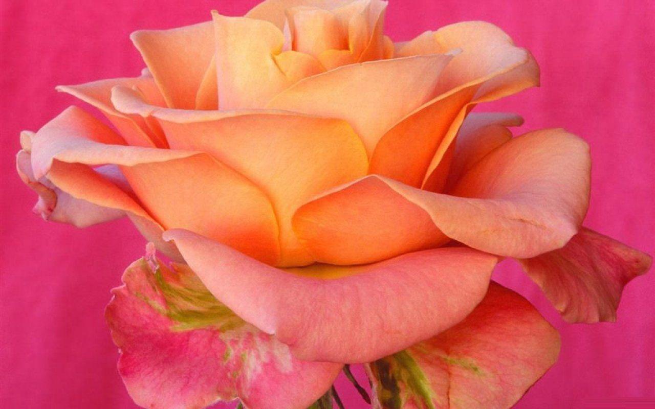 Pretty Background 11 365796 High Definition Wallpaper. wallalay