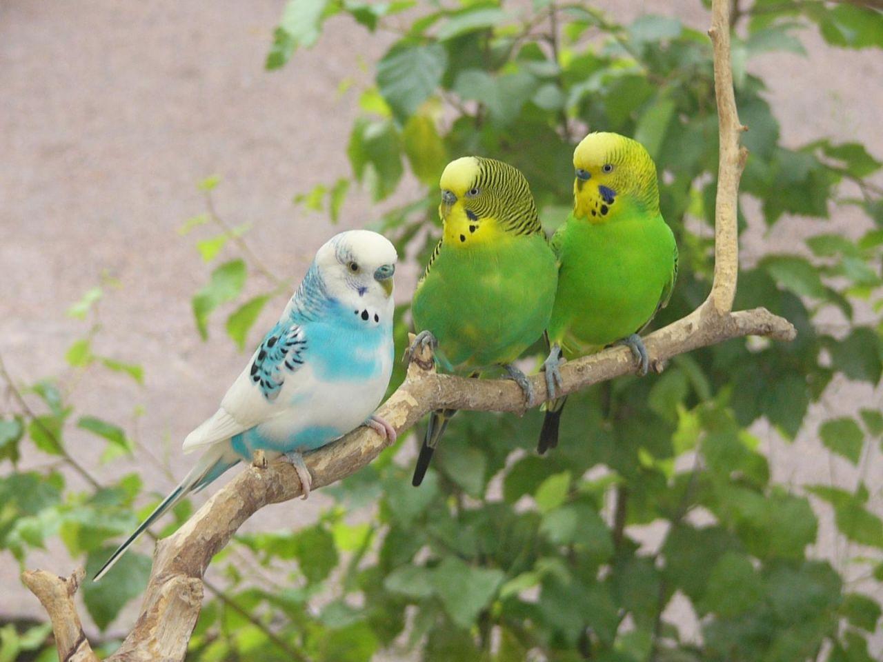 Three African Lovebirds On Tree Branch Wallpaper 1280×960