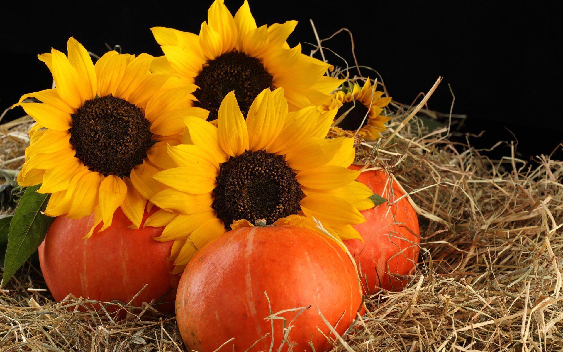 Download wallpaper pumpkin, Sunflowers, straw free desktop