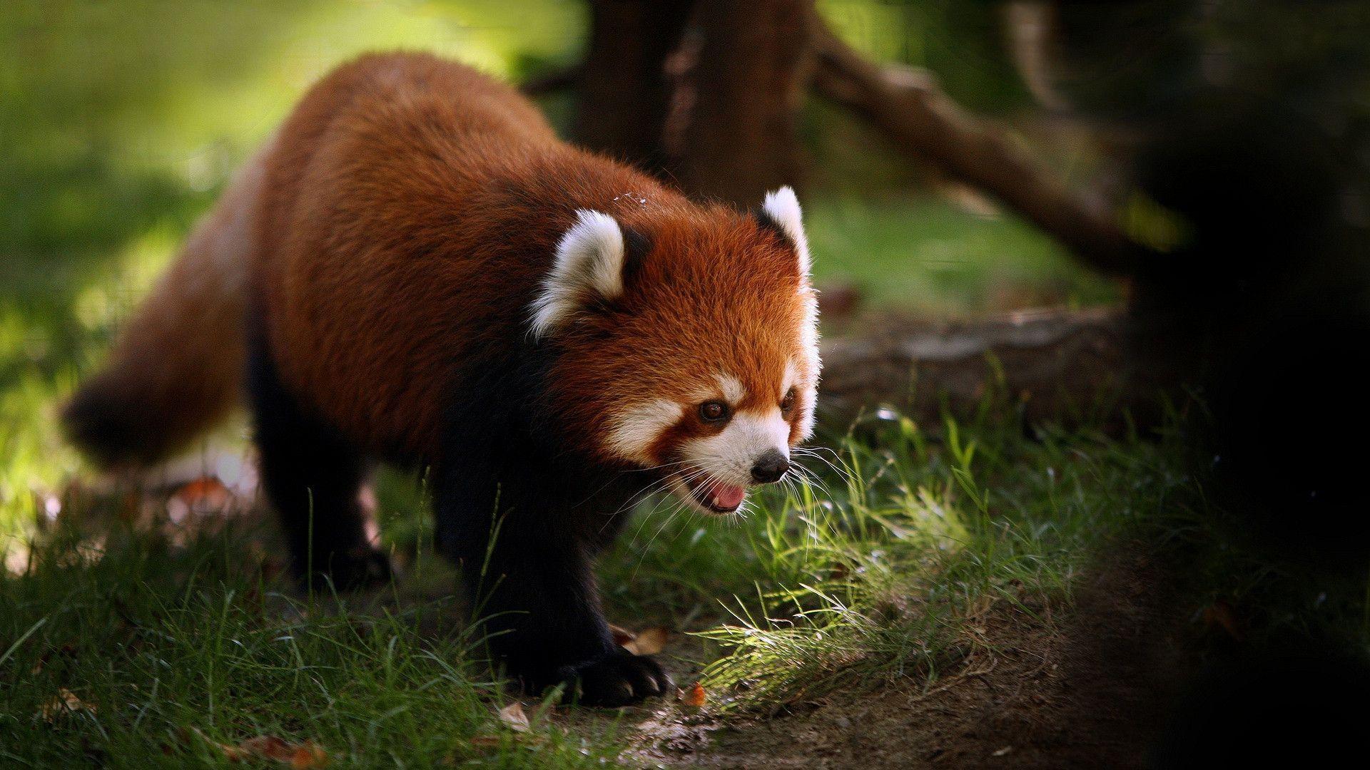 Red Panda Backgrounds - Wallpaper Cave