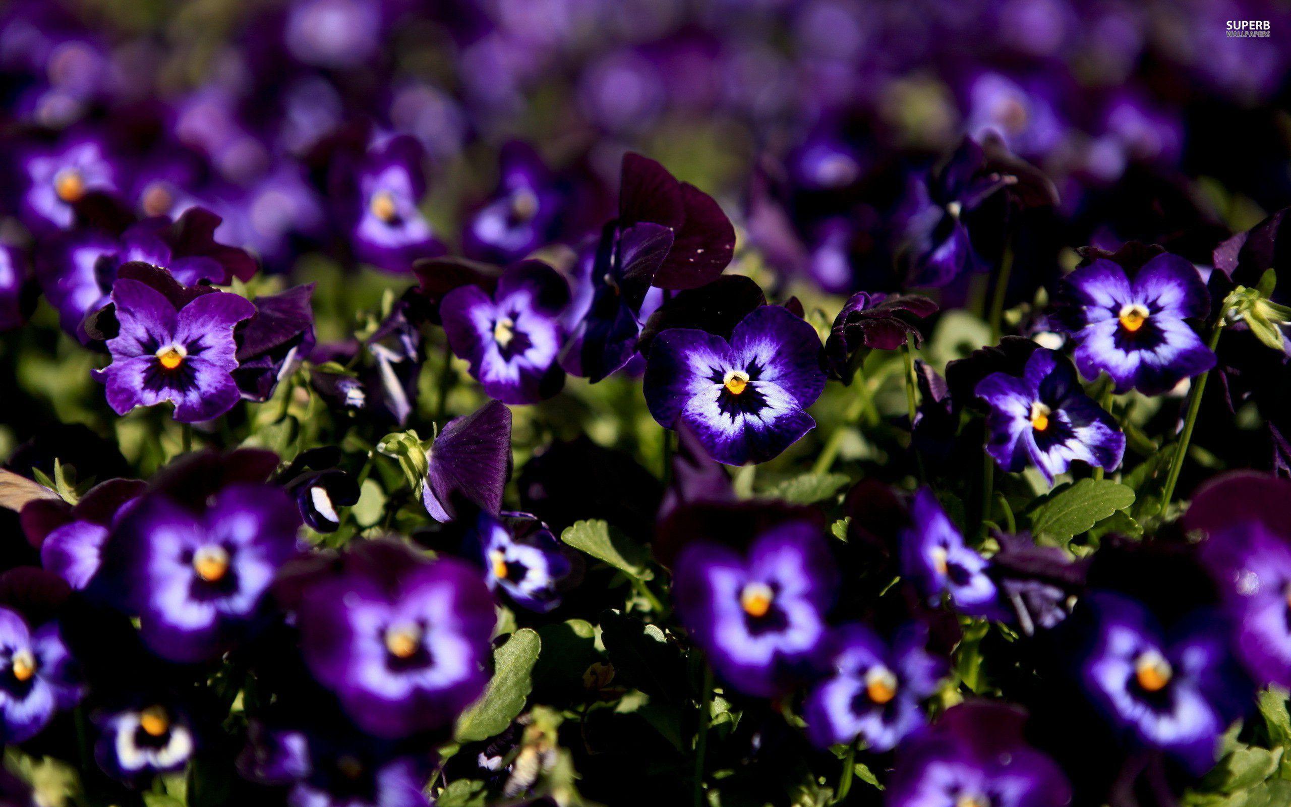 Pansy Wallpapers - Wallpaper Cave