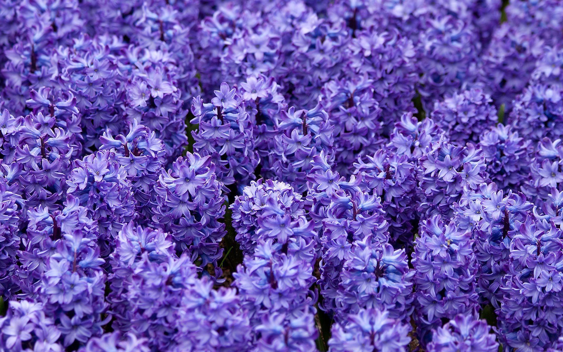 Hyacinth HD Wallpaper