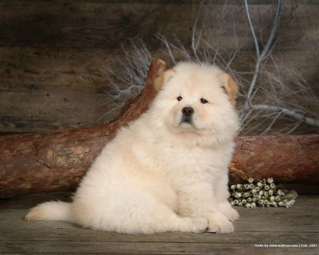 Fluffy Chow Chow Puppies wallpaper Chow puppy Picture