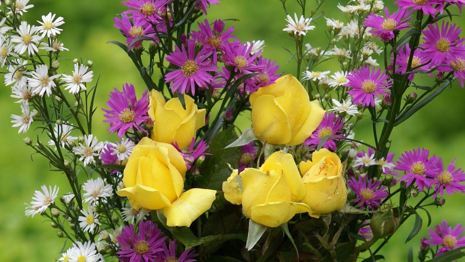 Yellow Roses. HD Wallpaper 1080p