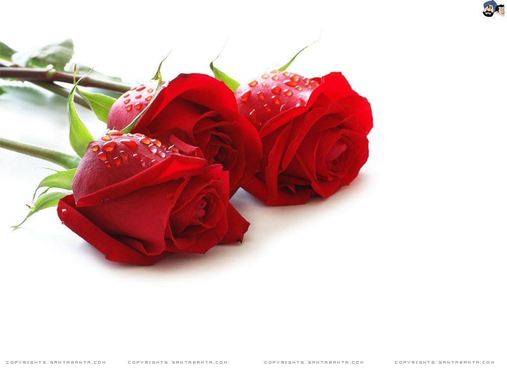Roses HD Wallpaper #