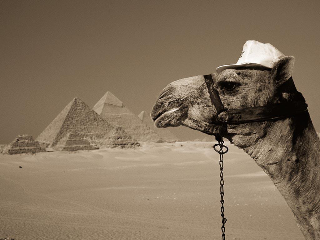 Desktop Wallpaper · Gallery · Animals · Camel Egypt. Free