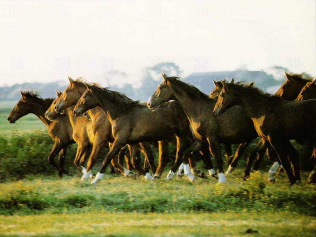 African Animals Picture Of Horses Free Caballos 91250 Wallpaper