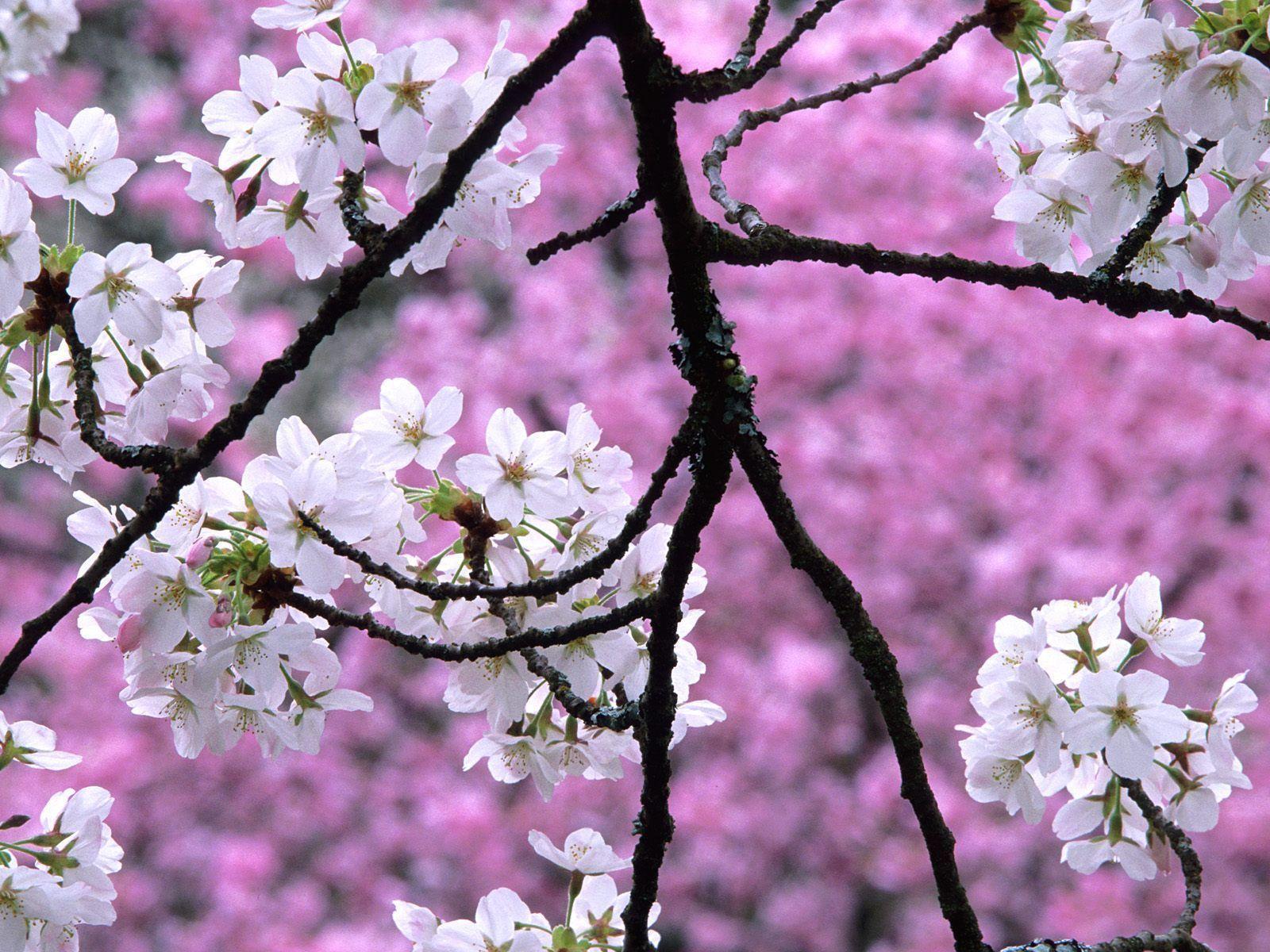 Sakura Flower Wallpaper