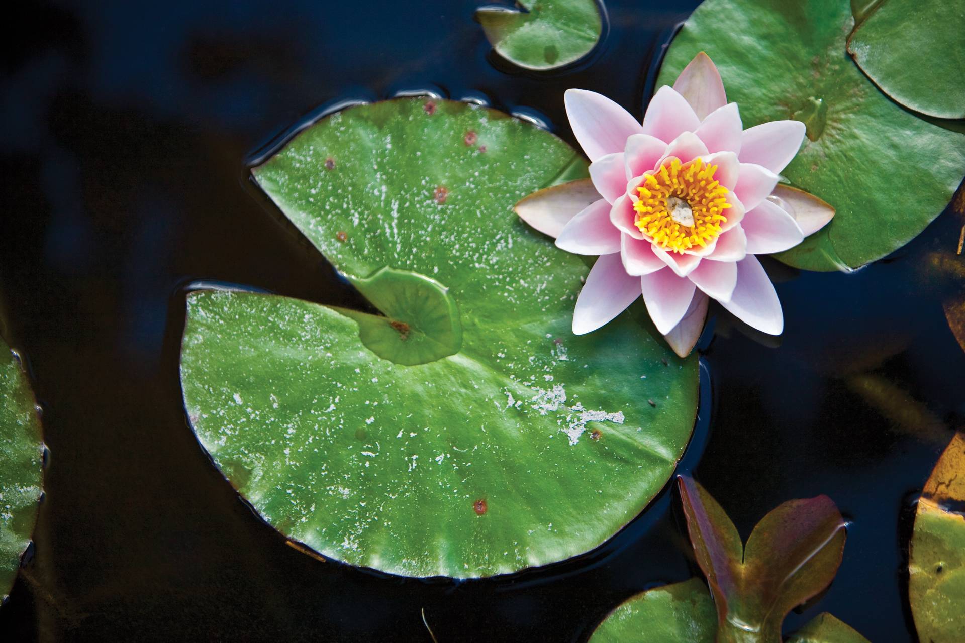 Lily Pad Wallpapers Wallpaper Cave Images, Photos, Reviews