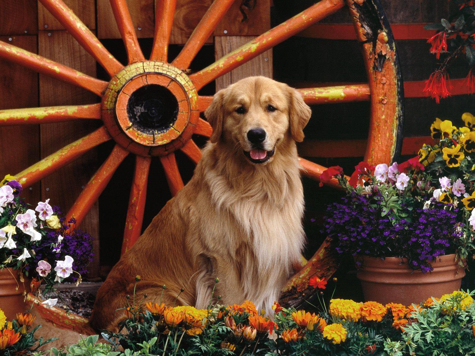 Golden Retriever Wallpapers - Wallpaper Cave