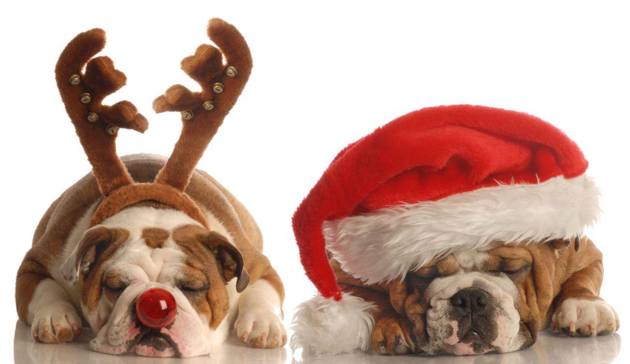 Christmas Puppy Wallpaper Image & Picture