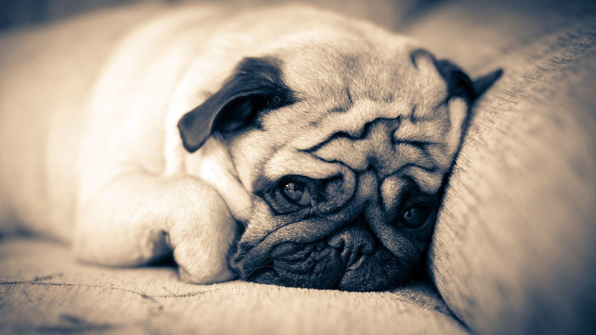 Cute Pug Wallpapers Wallpaper Cave