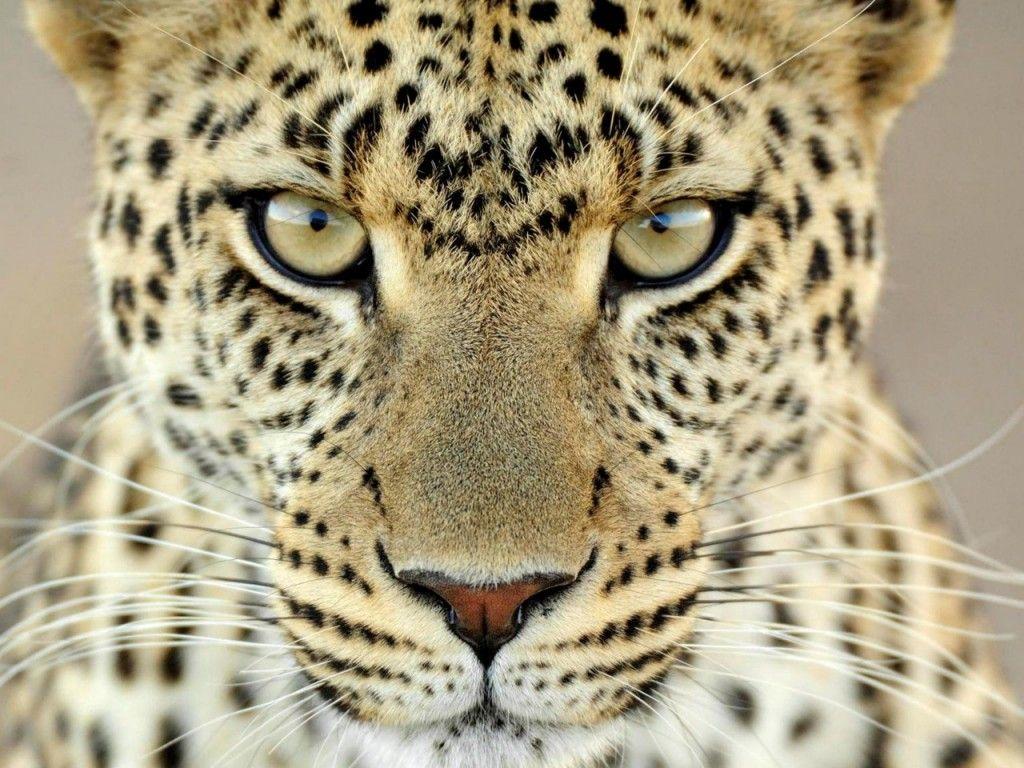 Pin Wild Animals Wallpapers 1920x1080