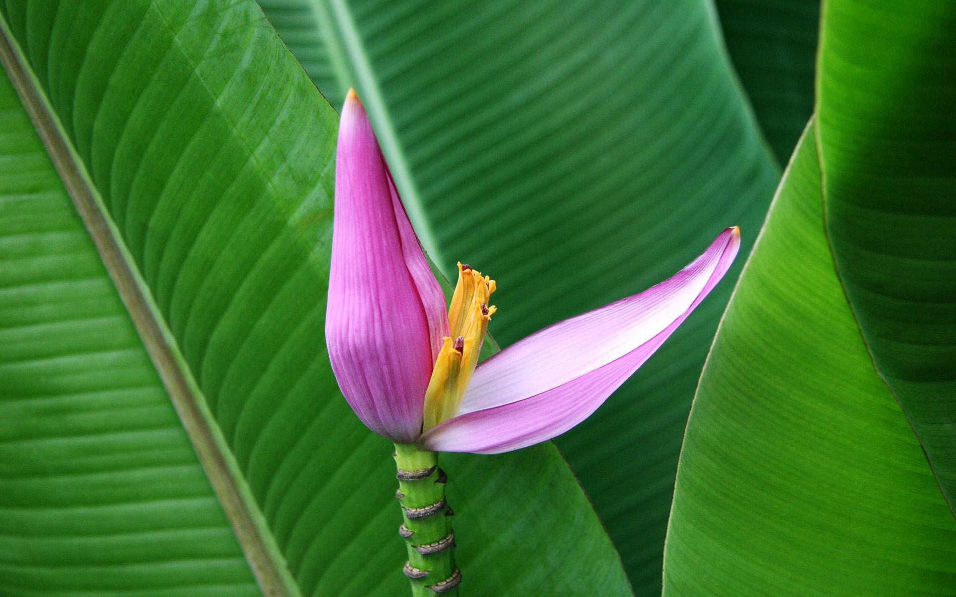 Visual Styles For Windows 7 wallpaper