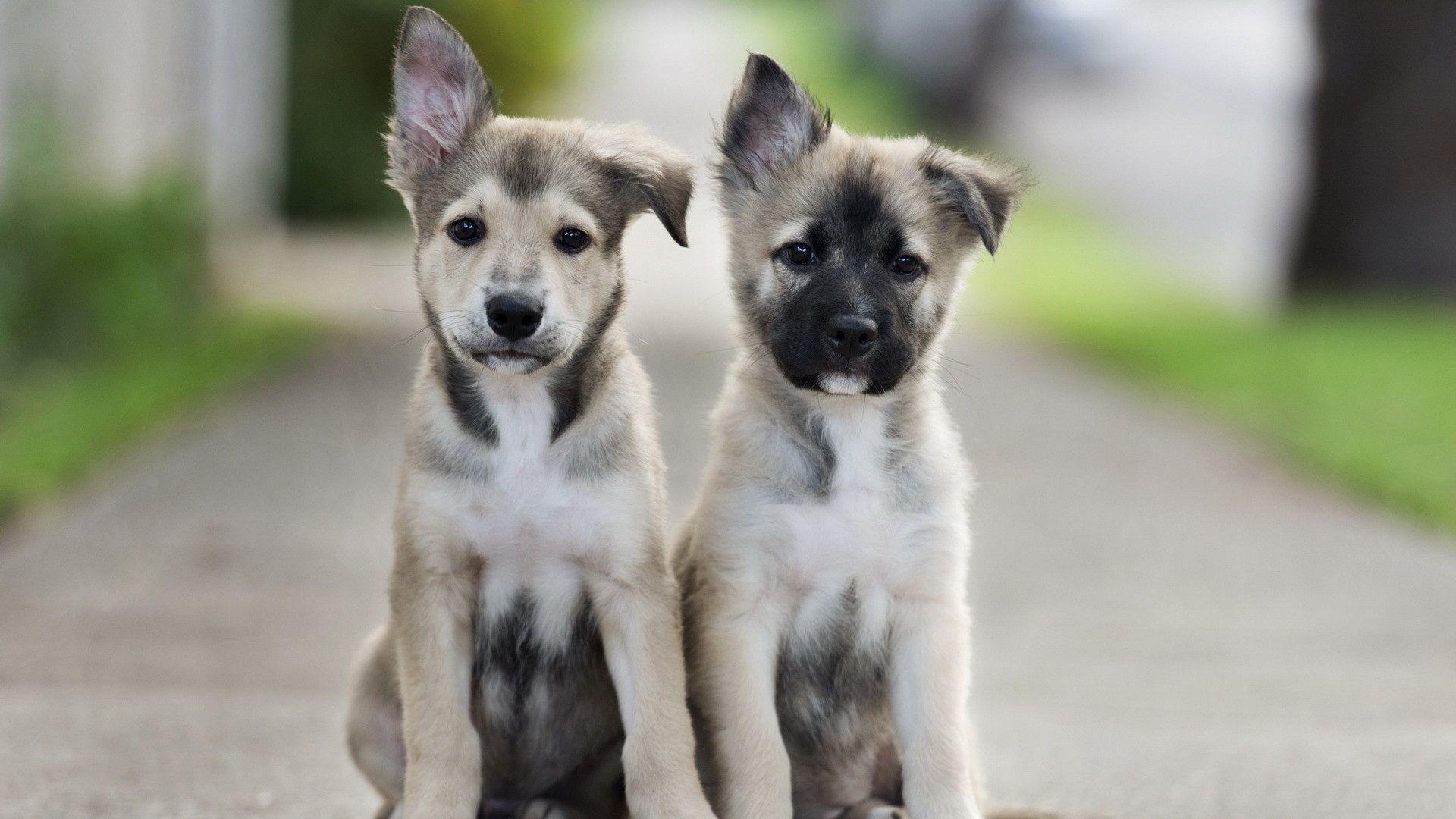 Cute puppies Wallpaper