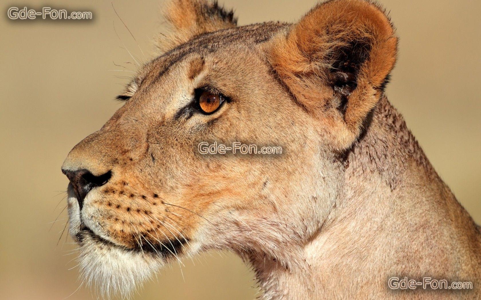 Download wallpaper lioness, predator, wildcat free desktop