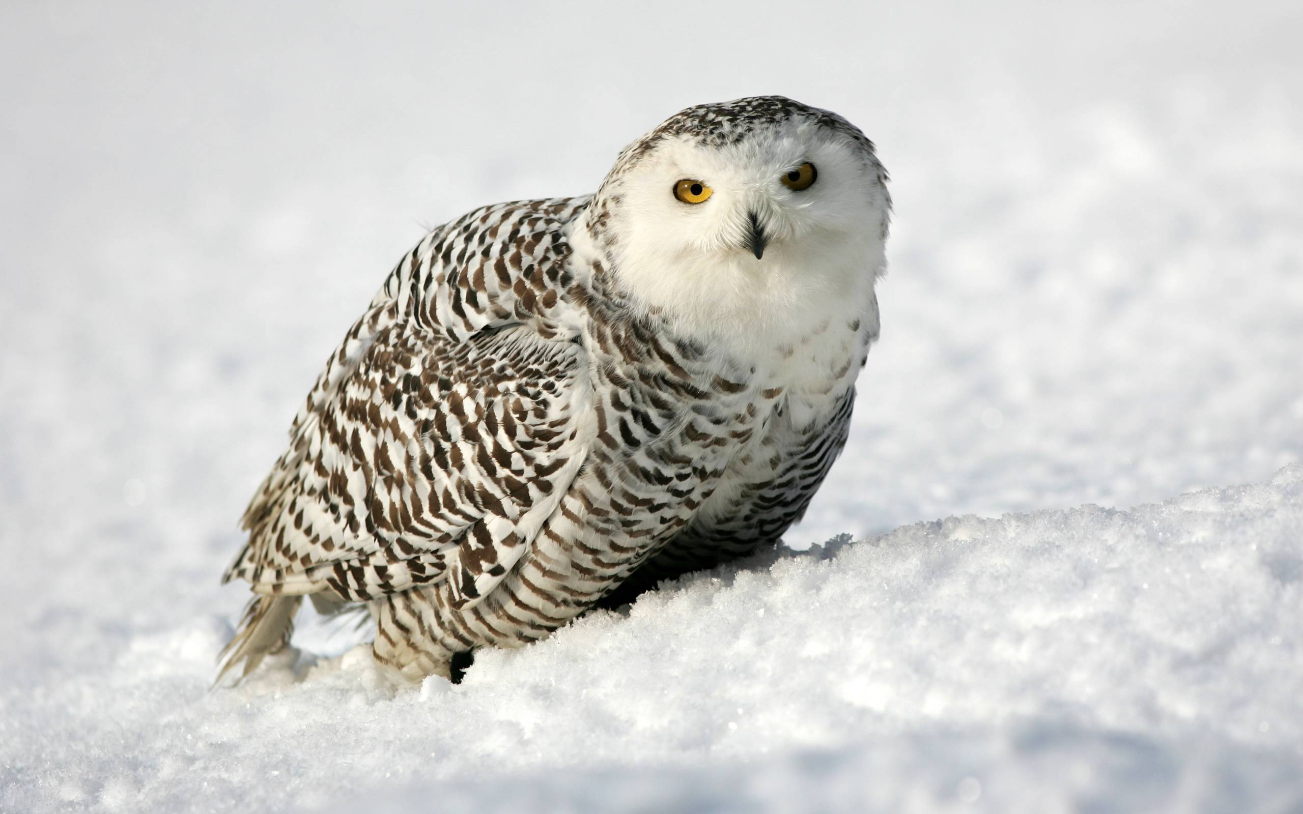 snowy-owl-wallpapers-wallpaper-cave