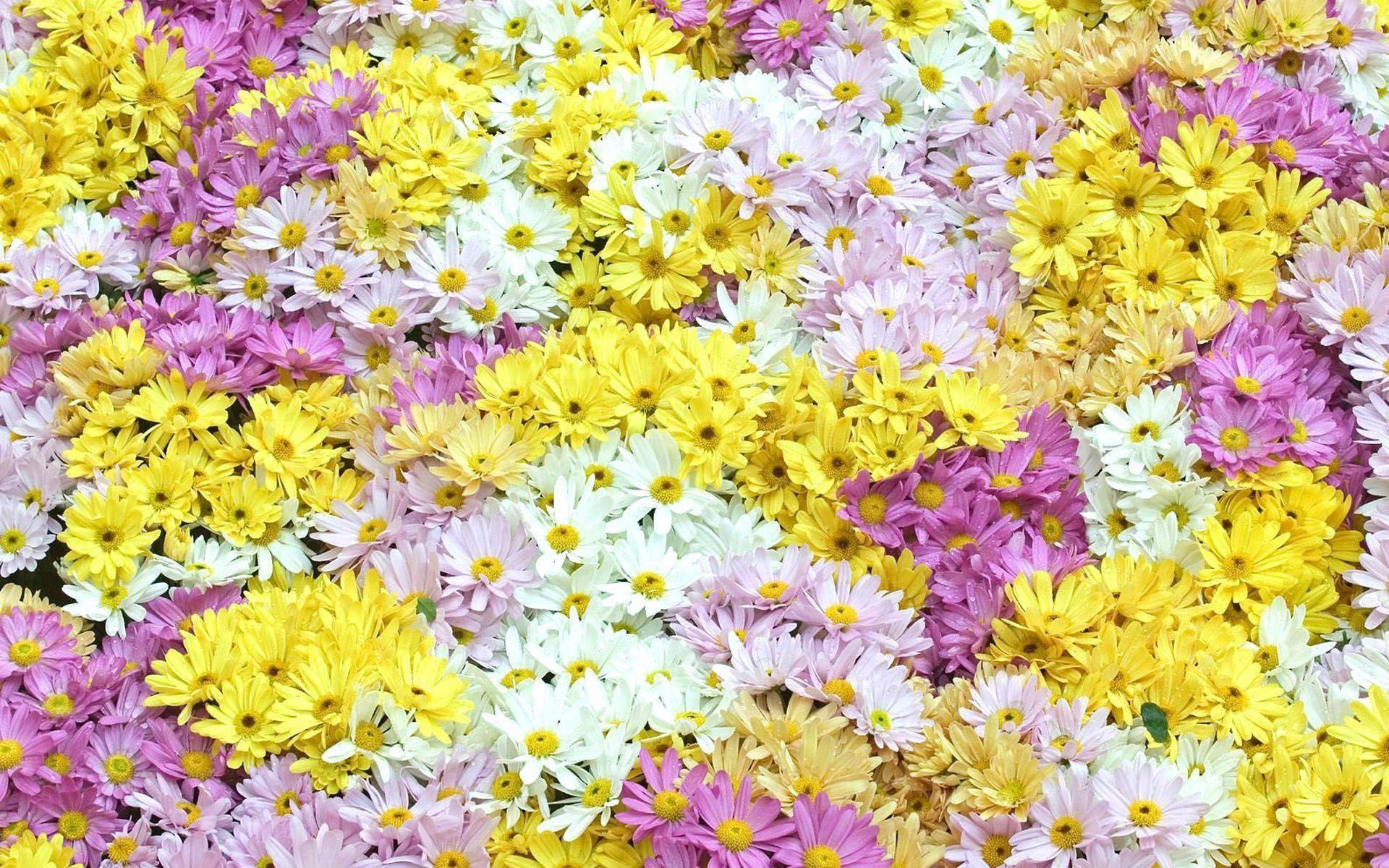 Wallpaper For > Field Of Flowers HD Wallpaper