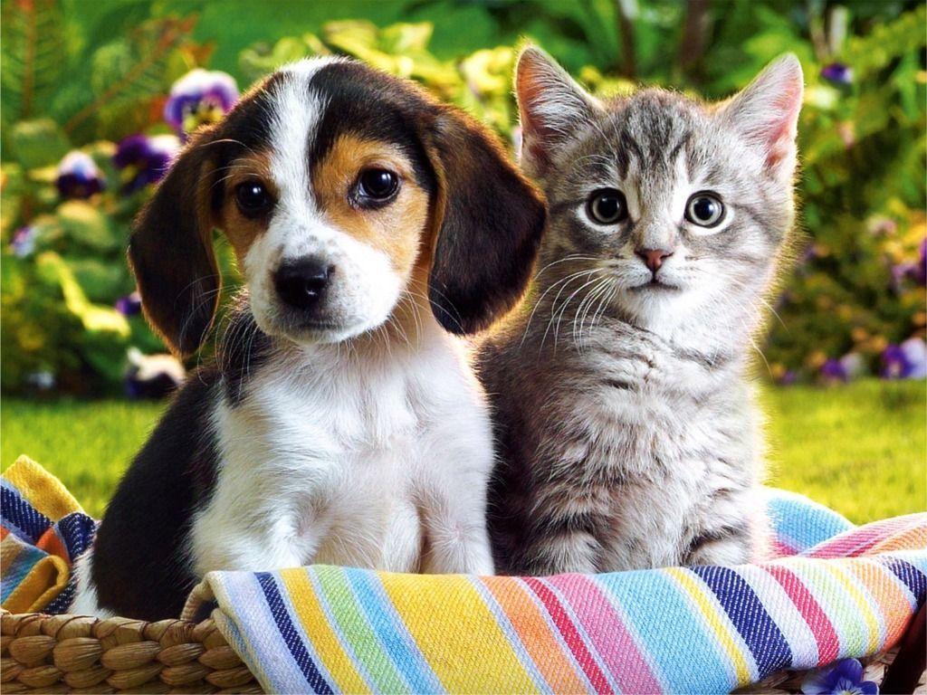 Beagle Puppies Widescreen Wallpaper HD. Best Quality HD Wallpaper