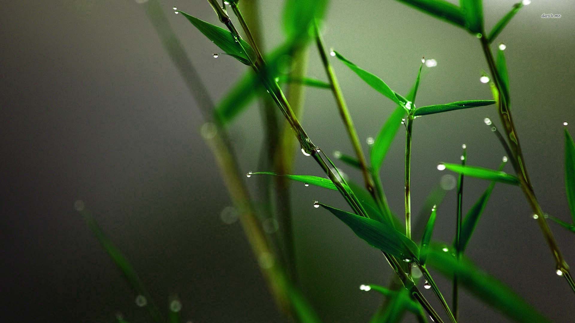 Green Bamboo Texture HD Wallpaper