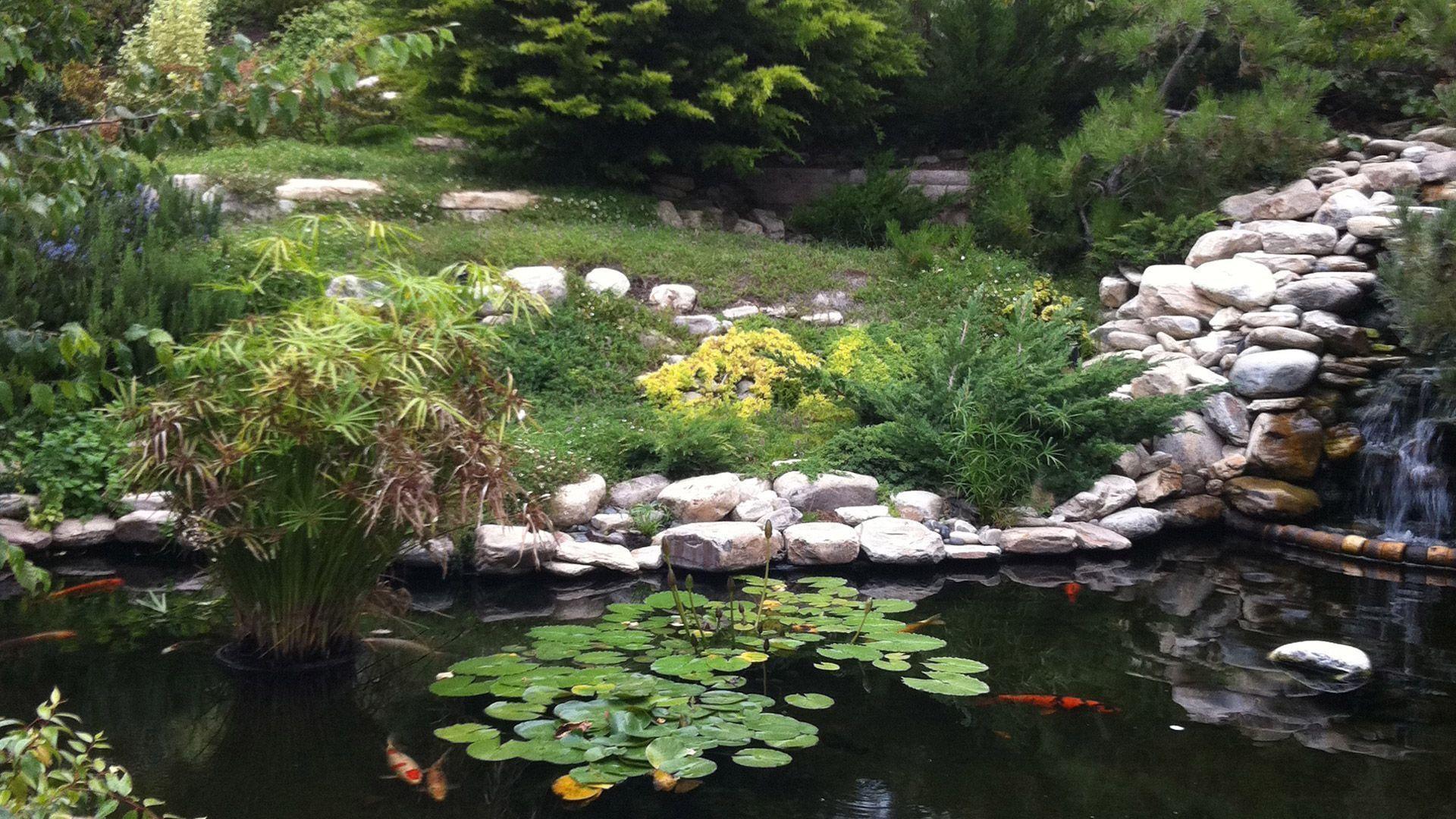 Extra Large Koi Pond Has More to Explore&;s English Gardens