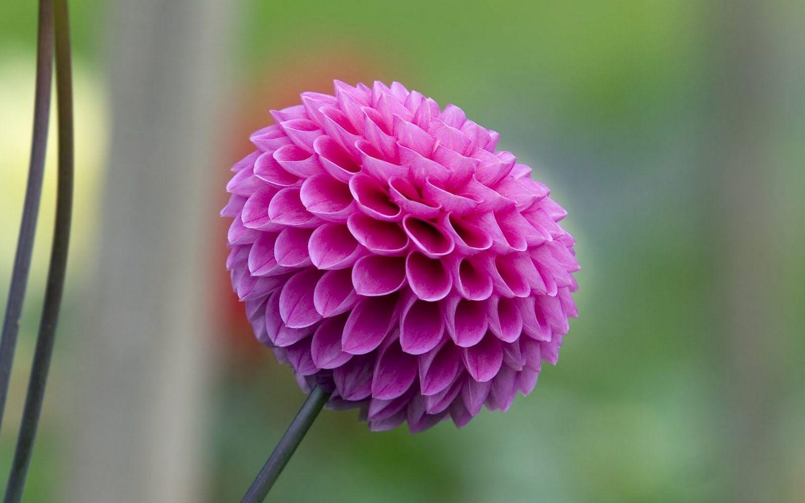 Dahlia Wallpapers Wallpaper Cave