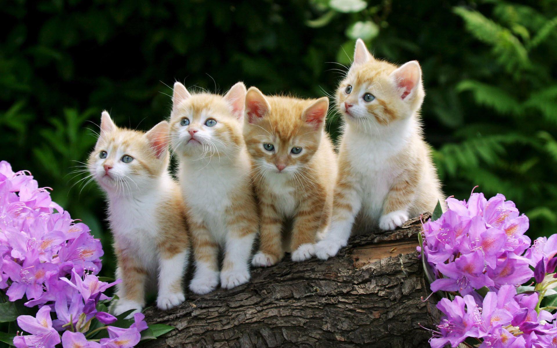 Curious Kittens Wallpaper