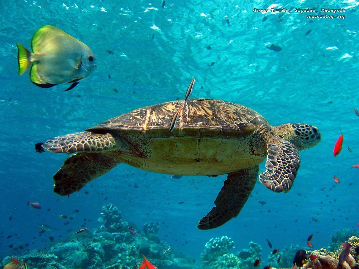 Wallpaper Fun collection of beautiful wallpaper