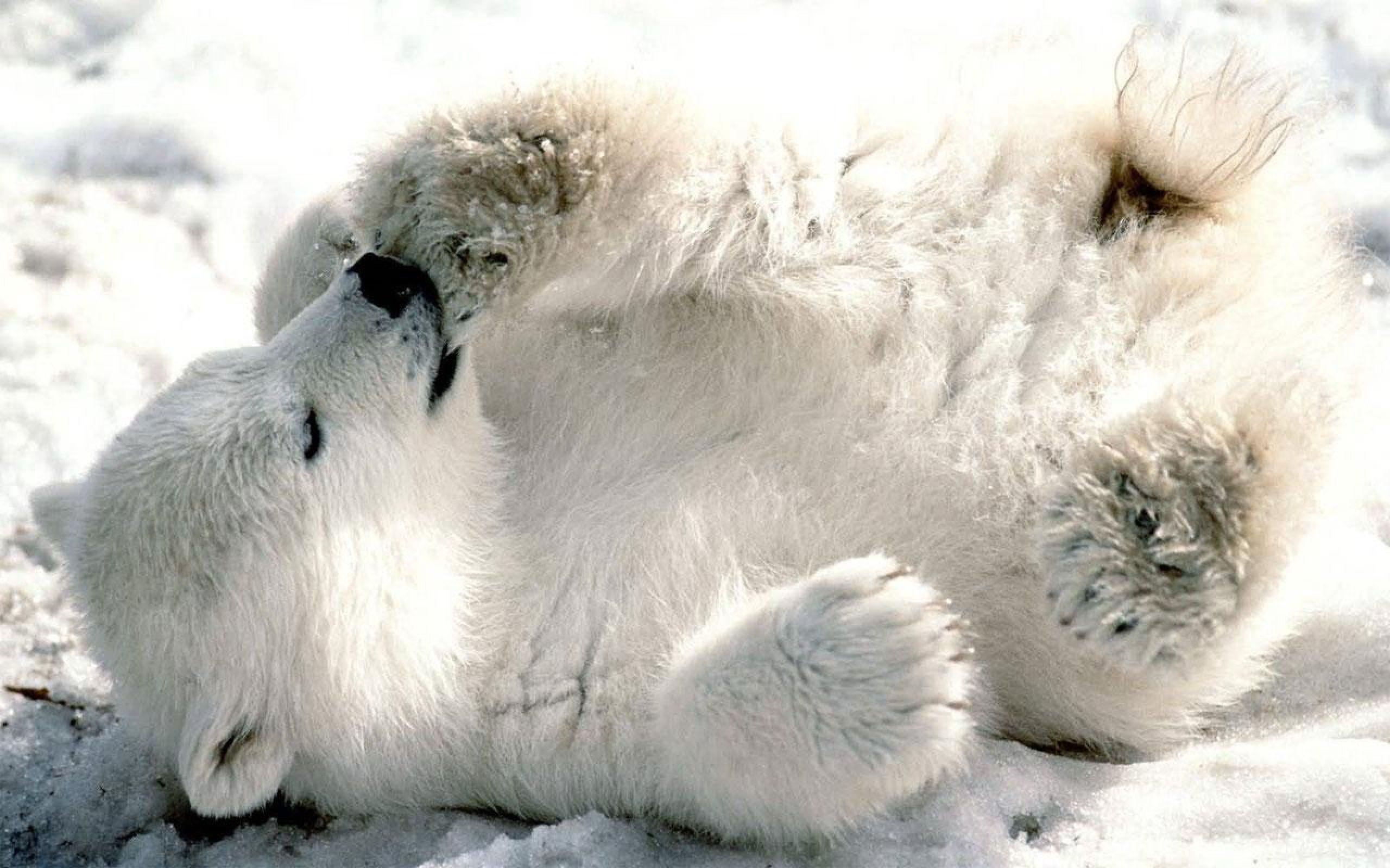Animals Polar Bear Wallpaper