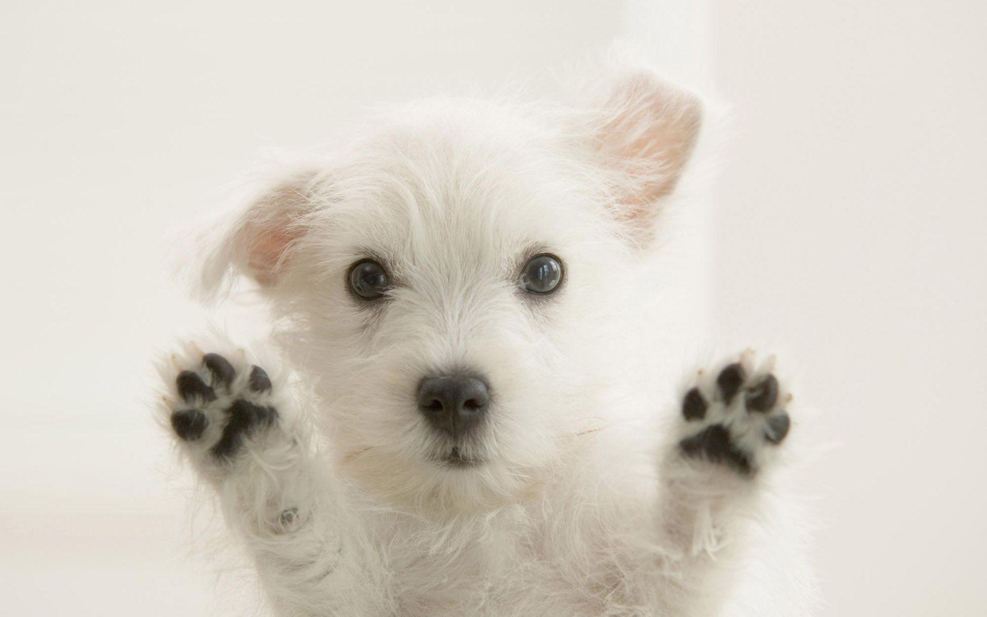 Cute Puppy Wallpaper Desktop