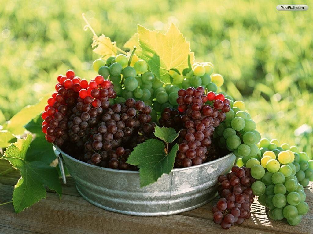 Grapes Tree 6199 HD Wallpaper Picture. Top Background Abstract