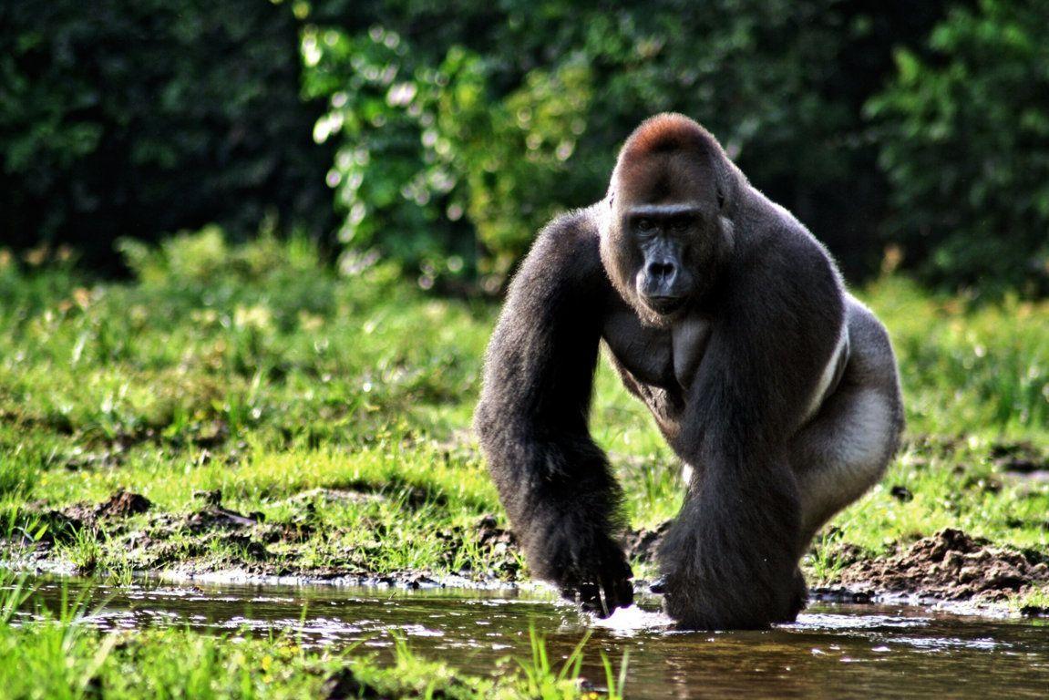big gorilla africa 1151×768 Definition Wallpaper