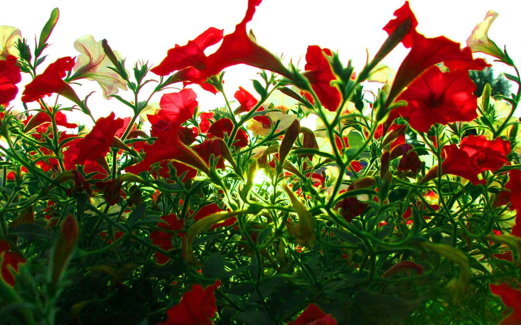 Red Flowers Wallpaper 10196 1680x1050 px