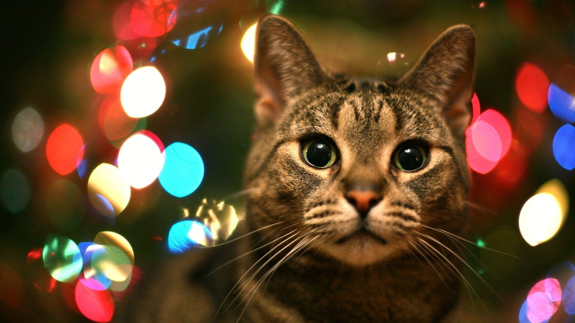 Tabby Cat In Christmas Lights. High Quality Wallpaper, Wallpaper