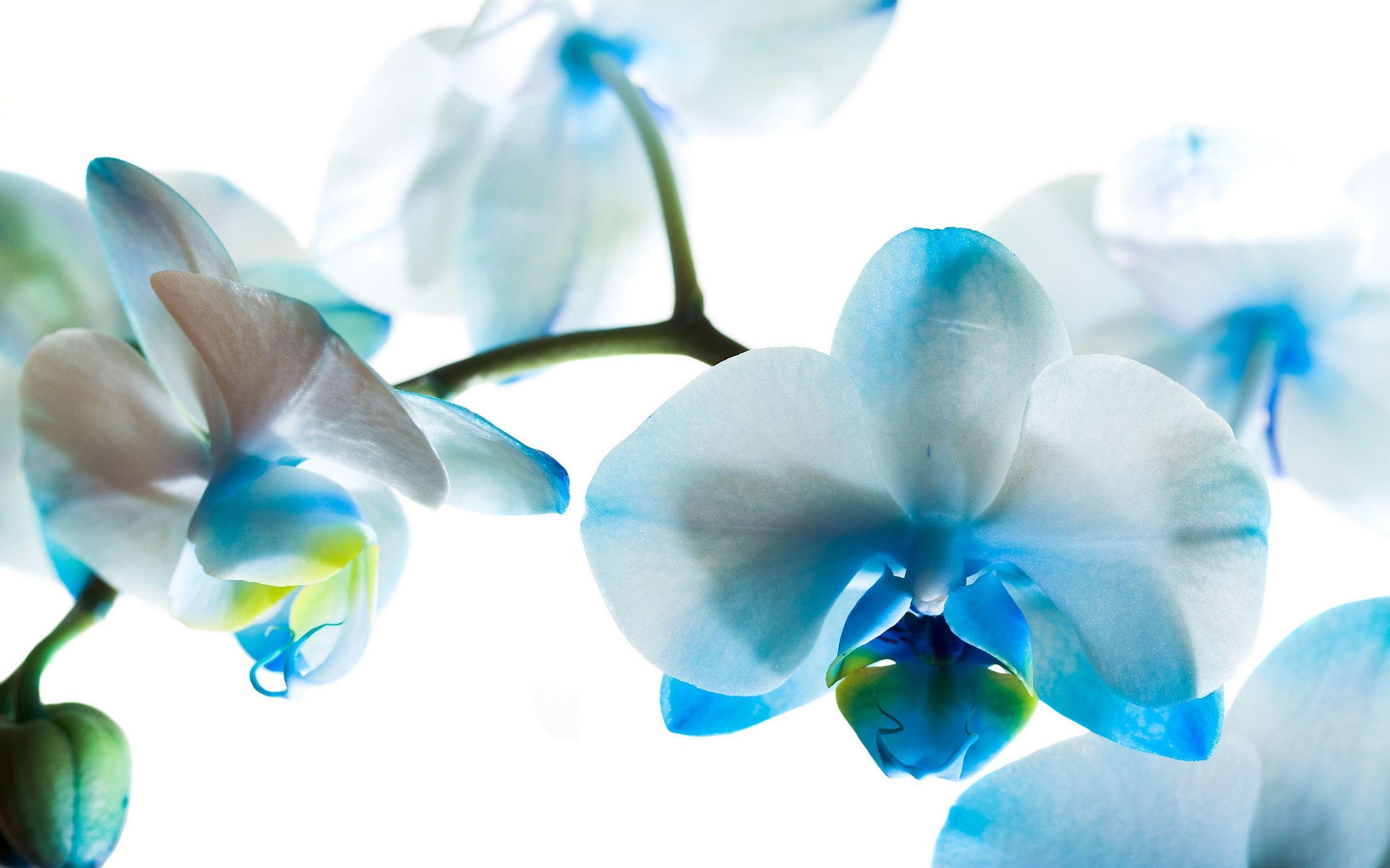Hình nền hoa phong lan: Với một thiết kế thiên nhiên tươi mới tại độ phân giải cao, hình nền hoa phong lan này sẽ làm tươi mới không gian trên máy tính của bạn. Hòa mình vào không khí của mùa xuân, trải nghiệm các hoa phong lan mềm mại, thanh lịch, và thực sự đẹp đến từng chi tiết.