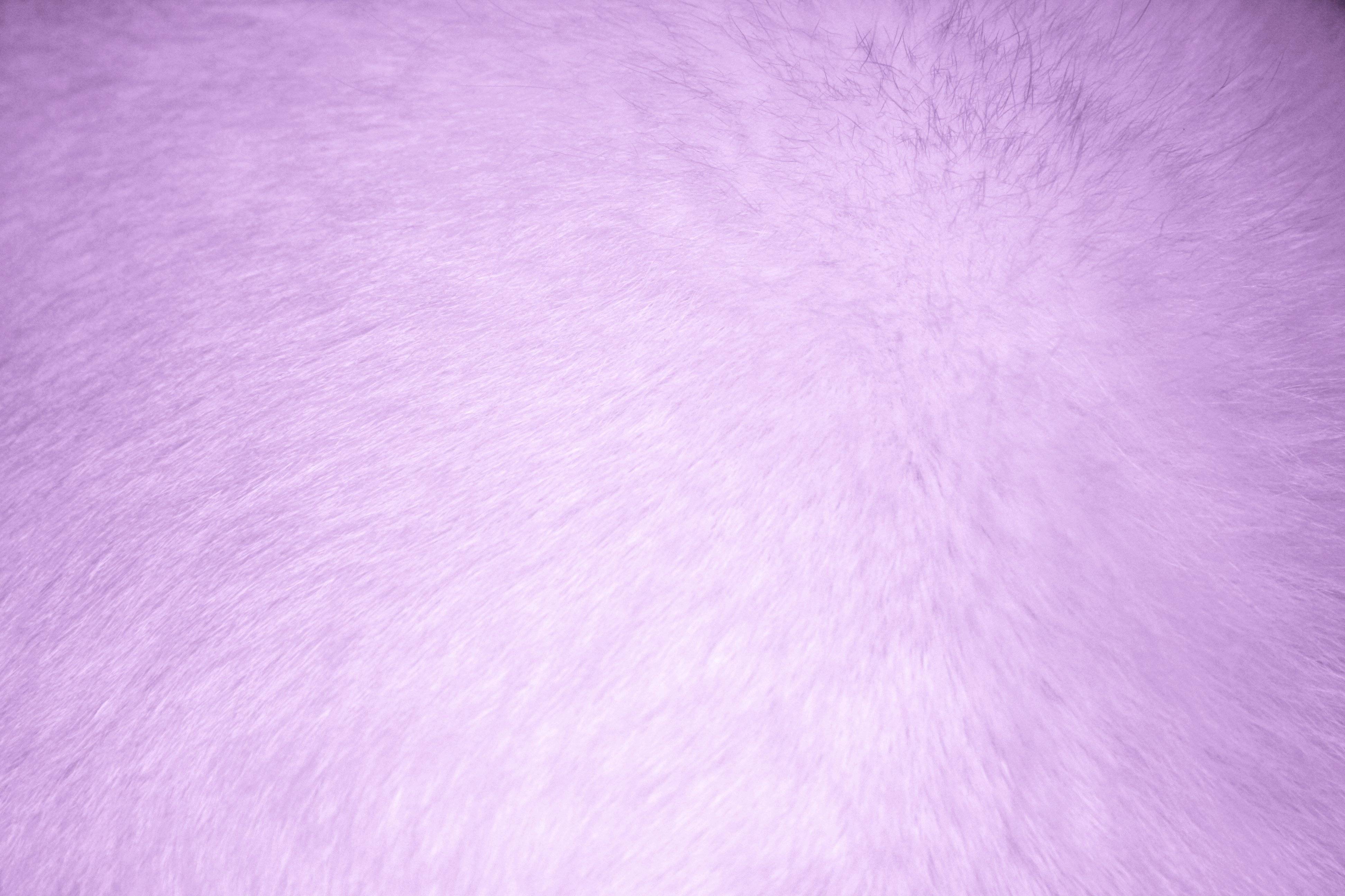 Lavender Fur Texture Picture. Free Photograph. Photo Public Domain