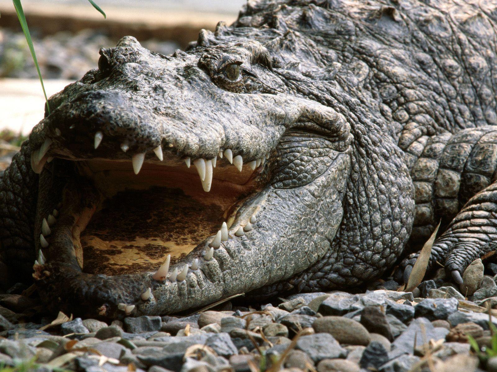 Animals image Crocodile HD wallpaper and background photo