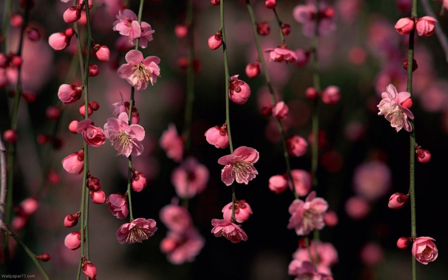 floral background wallpaper hd