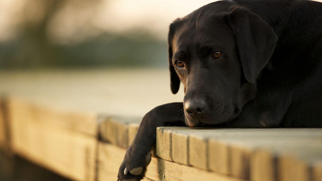 Dog Wallpapers 34090 1366x768 px ~ HDWallSource