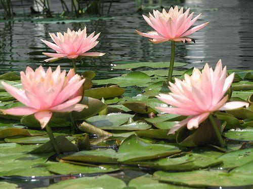 Pink flowers, lily pads Sharing!