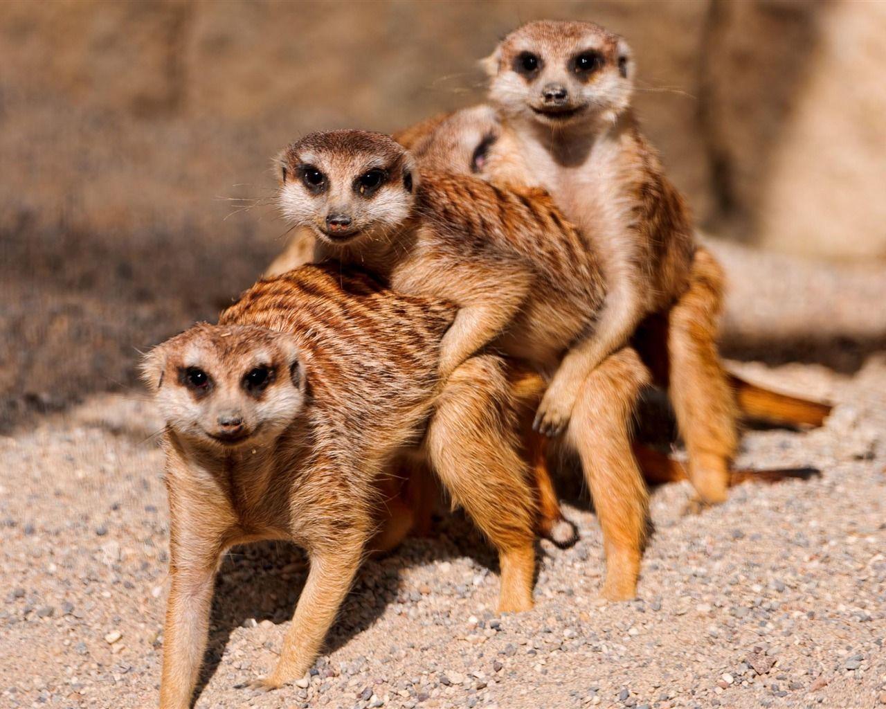 Meerkat Animal Photo Wallpaper Wallpaper Download