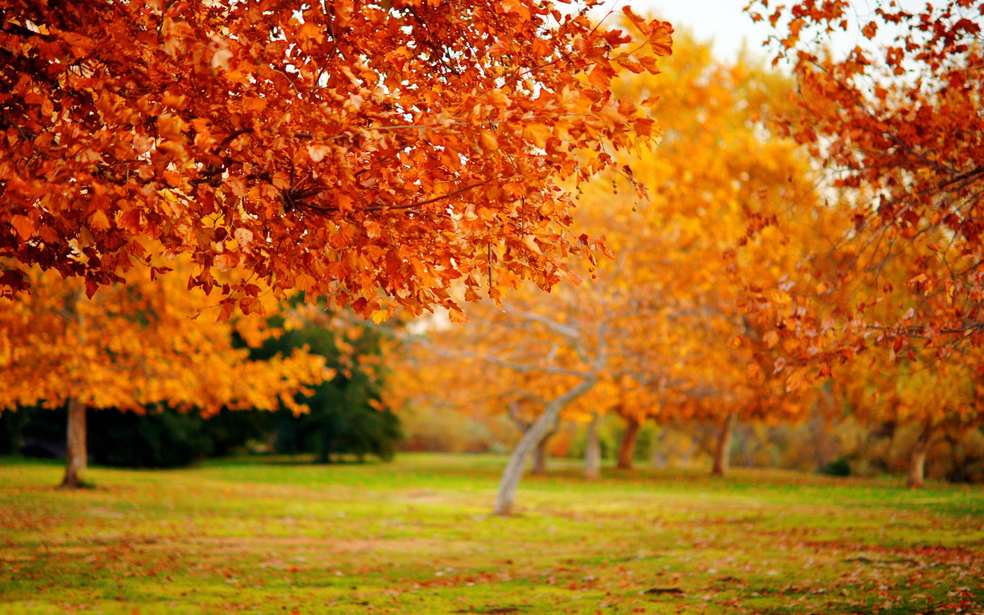 Fall Nature Wallpapers High Resolution Wallpapers 2014 HD