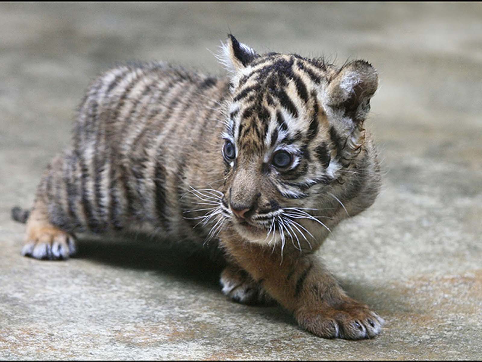 baby white tiger wallpaper with blue eyes